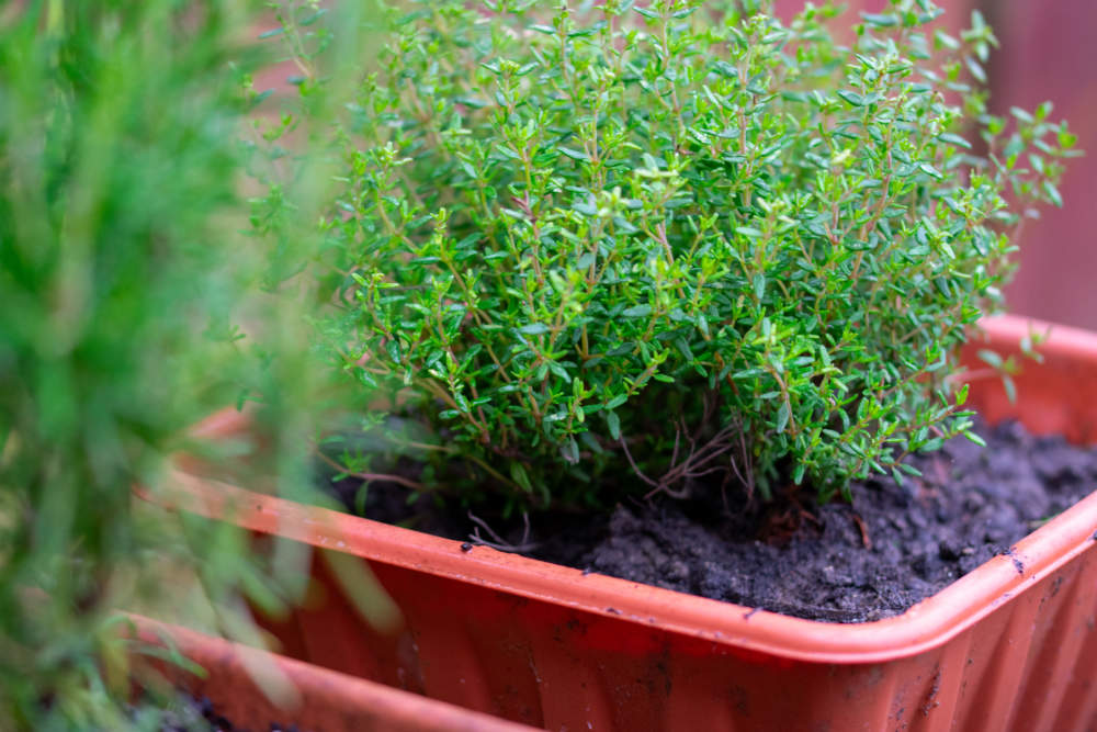 Fresh Thyme Plant In A Pot