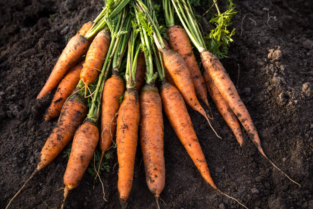 Bunch Of Organic Dirty Carrot Harvest In Garden On Ground In Sunlight