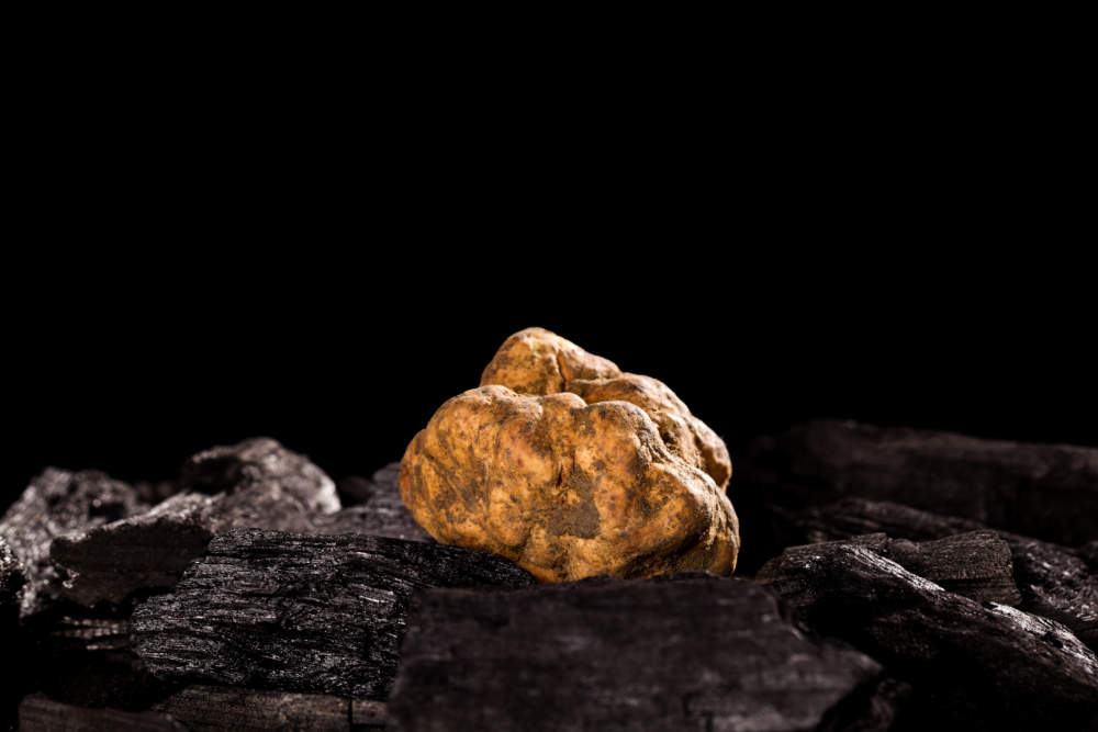 White Truffle (tuber Magnatum) On Black. White Truffle (tuber Magnatum) On Black.